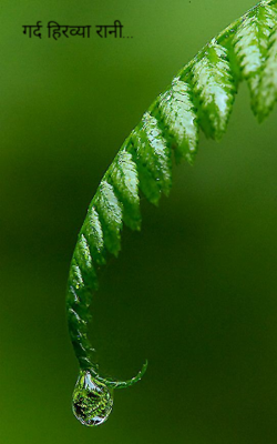 गर्द हिरव्या रानी...