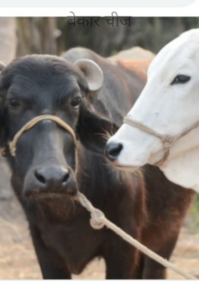 बेकार चीज