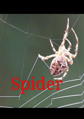 Spider