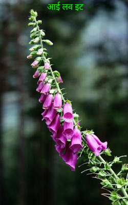 आई लव इट