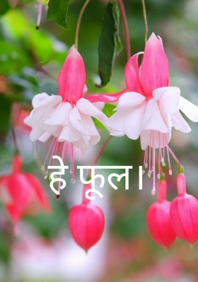 हे फूल