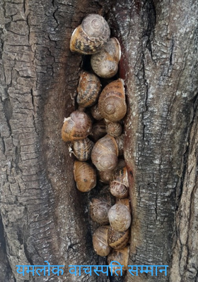 यमलोक वाचस्पति सम्मान 