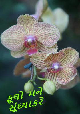 ફૂલો મને સૂંઘ્યા કરે