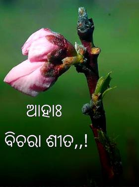 ଆଃ ବିଚରା ଶୀତ