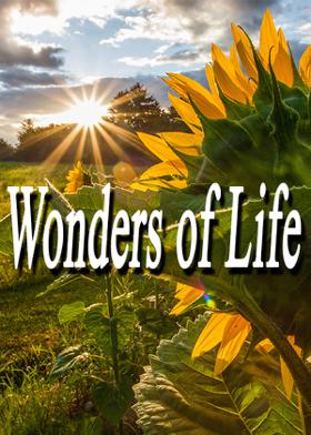 Wonders of Life.