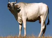 गर माँ ने समझाने की ठानी?