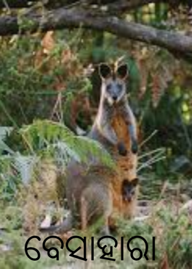 ବେସାହାରା