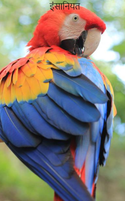 इंसानियत