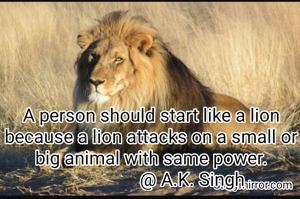 A person should start like a lion because a lion attacks on a small or big animal with same power.
                  @ A.K. Singh