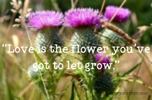 “Love is the flower you've got to let grow.”