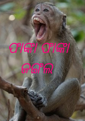 ଫାଙ୍କା ଫାଙ୍କା ଜଙ୍ଗଲ