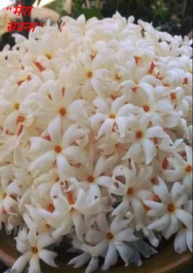 मेरा सपना