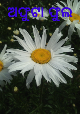 ଅଫୁଟା ଫୁଲ