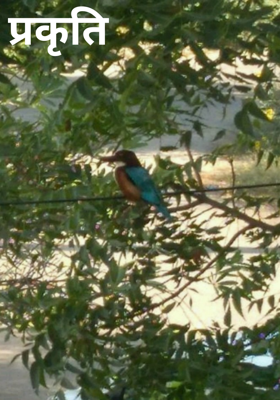 प्रकृति