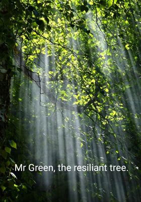 Mr Green, the resiliant tree.