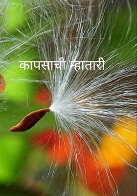 कापसाची म्हातारी