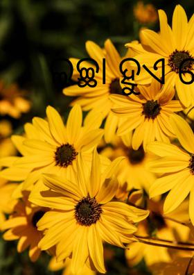 ଇଚ୍ଛା ହୁଏ ମୋର