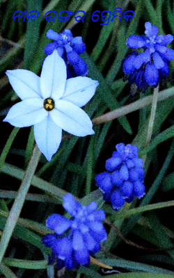 ନୀଳ ରଙ୍ଗର ପ୍ରେମିକ