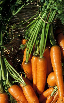 சோம்பேறி