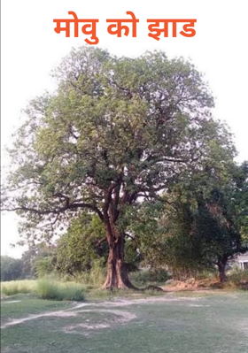 मोवु को झाड