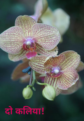 दो कलियाँ !