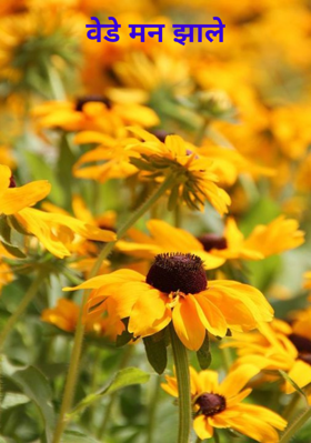 वेडे मन झाले