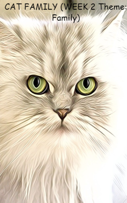 CAT FAMILY (WEEK 2 Theme: Family)