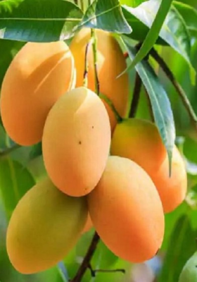 आम से राजा बनने की कहानी