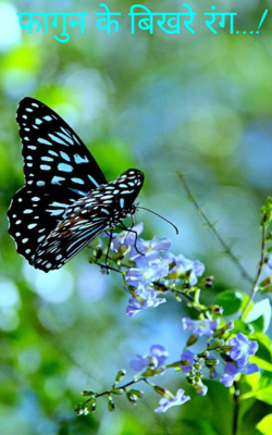 फागुन के बिखरे रंग...!