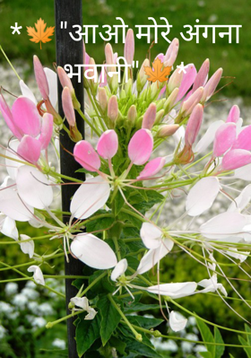 "आओ मोरे अंगना भवानी"