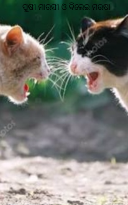 ପୁଷି ମାଉସୀ ଓ ବିଲେଇ ମଉସା