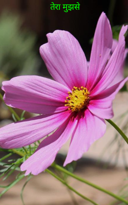 तेरा मुझसे