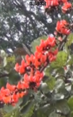 पळसफुले