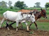 आषाढ़ की रिमझिम बारिश में