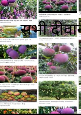 सभी दीवाने आम के