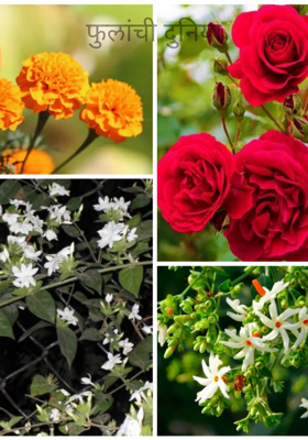 फुलांची दुनिया