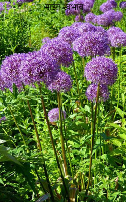 माझा स्वभाव