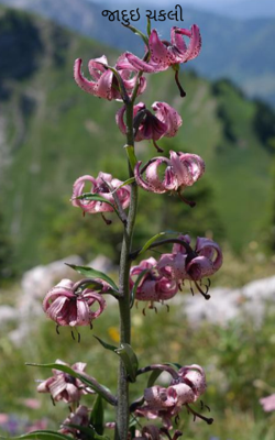 જાદુઈ ચકલી