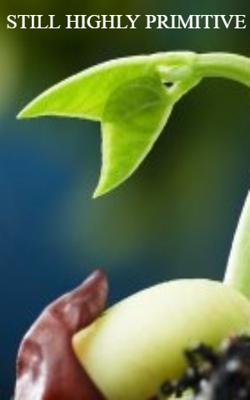 STILL HIGHLY PRIMITIVE