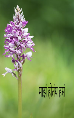 माझं होतंय हसं