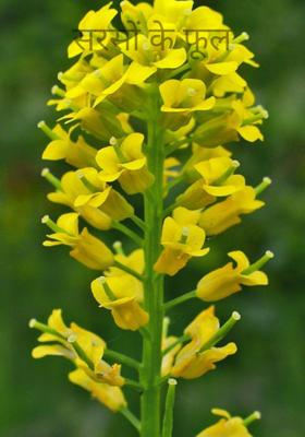 सरसों के फूल