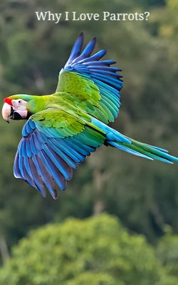 Why I Love Parrots?