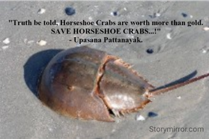 "Truth be told, Horseshoe Crabs are worth more than gold.
SAVE HORSESHOE CRABS...!"
- Upasana Pattanayak.
