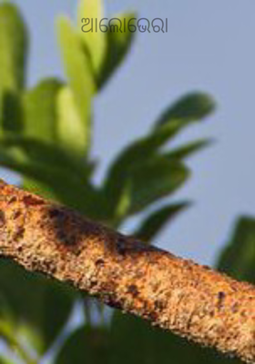 ଆଲୋଭେରା 