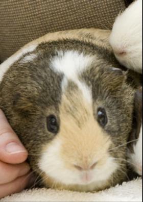 A Guinea Pig For A Pet