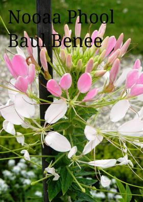 ନୂଆ ଫୁଲ ବଉଳ ବେଣୀ ଗୀତ