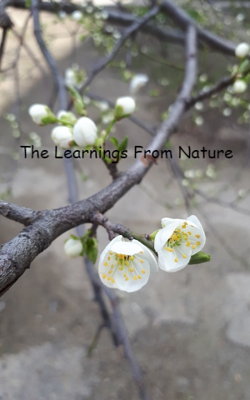 The Learnings From Na0