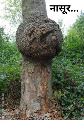 नासूर...