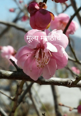 मूल्य मराठीचे