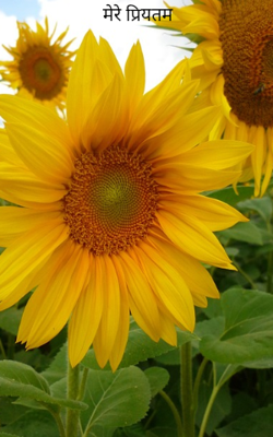 मेरे प्रियतम